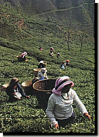 tea garden