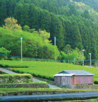 Japanese Tea