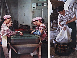 Oolong Tea Sorting