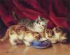 Kitten Tea Time